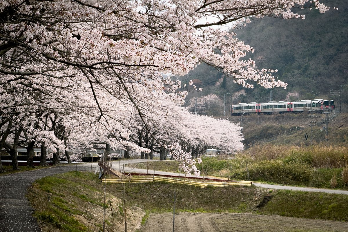 okada41's tweet photo. 兵庫県の西の端のあたりの桜。 https://t.co/oEVBDvNBs9