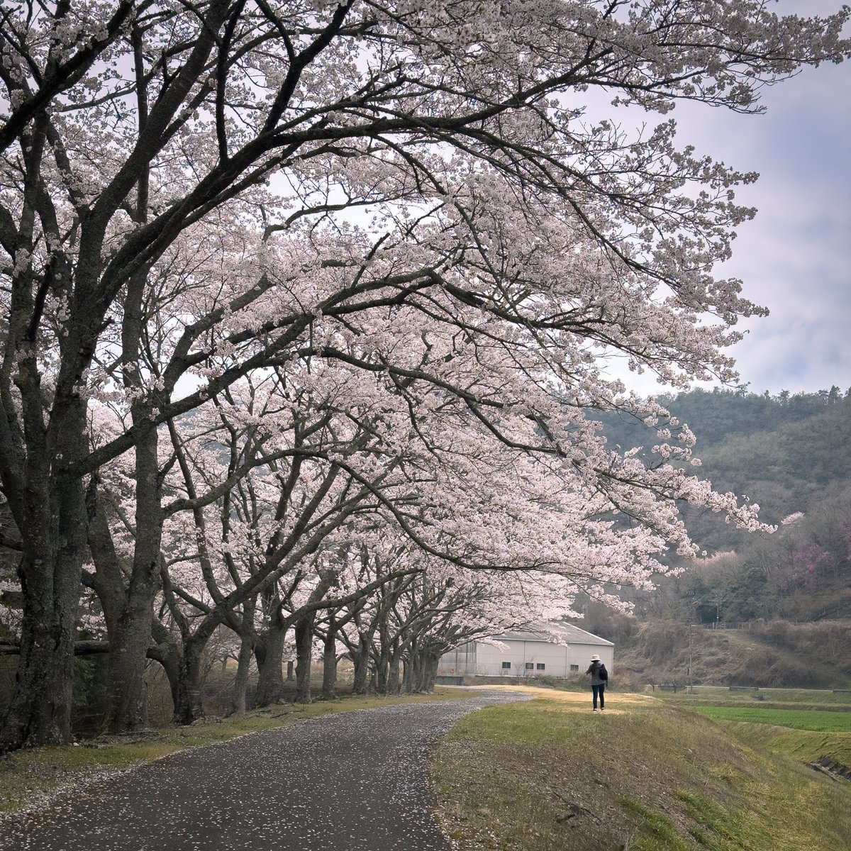 okada41's tweet photo. 兵庫県の西の端のあたりの桜。 https://t.co/oEVBDvNBs9