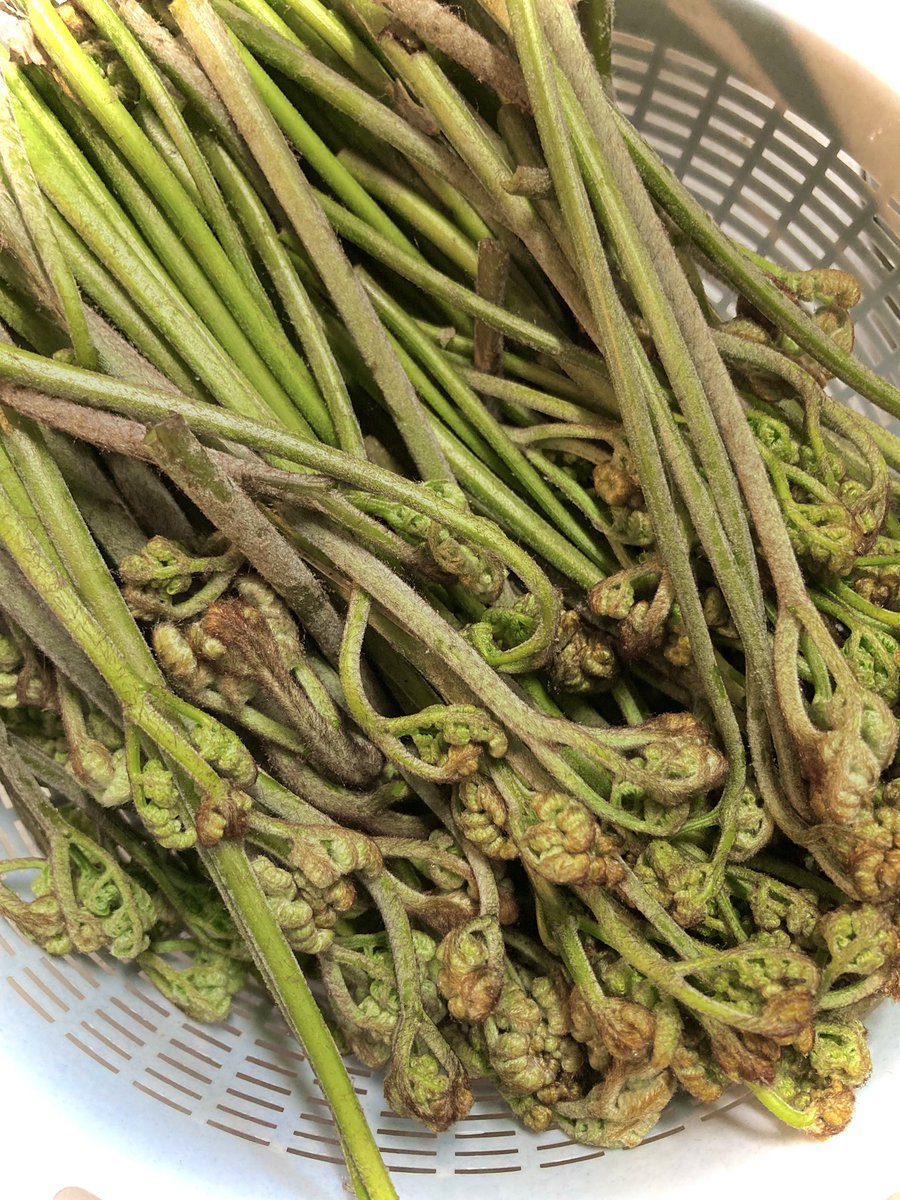 ちゅんころもち tweet media