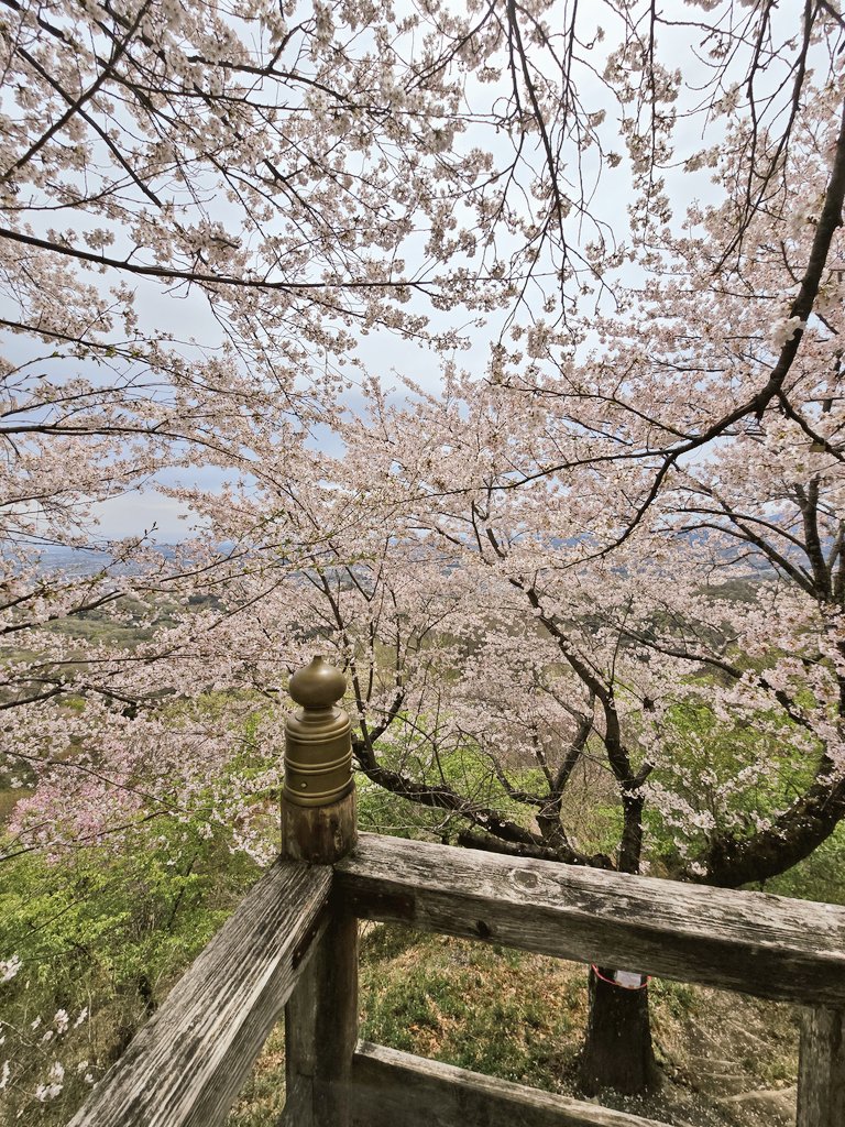 シホンニア tweet media