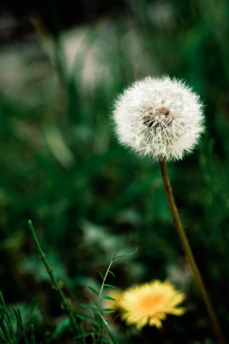 refill-free tweet media