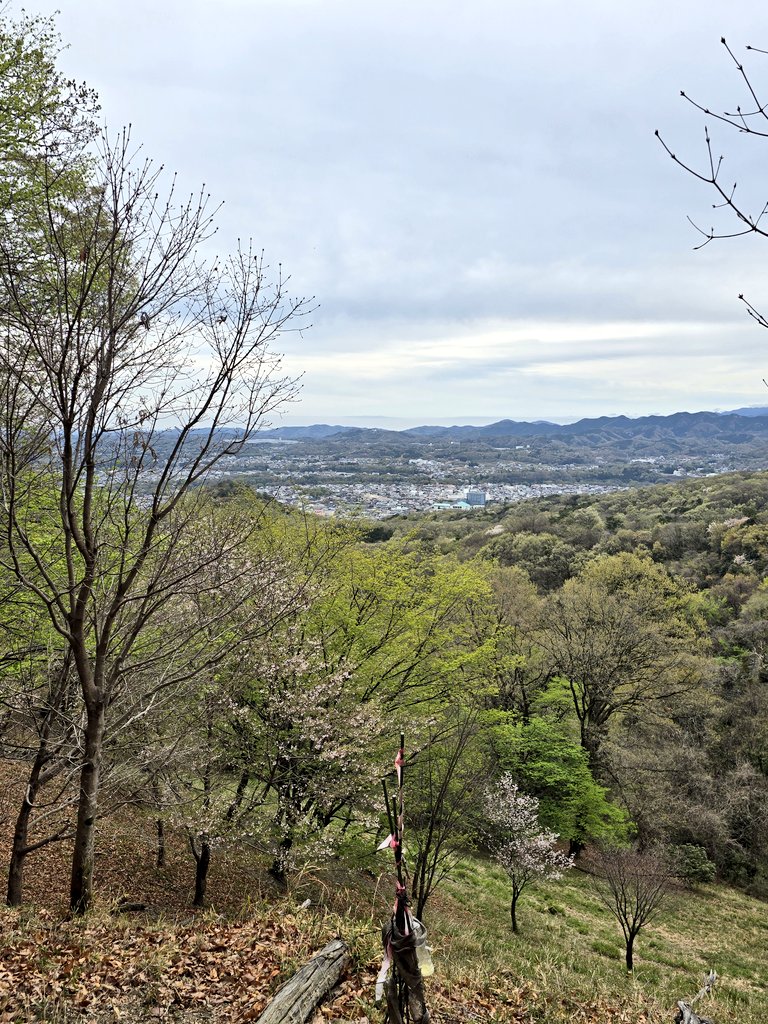 シホンニア tweet media