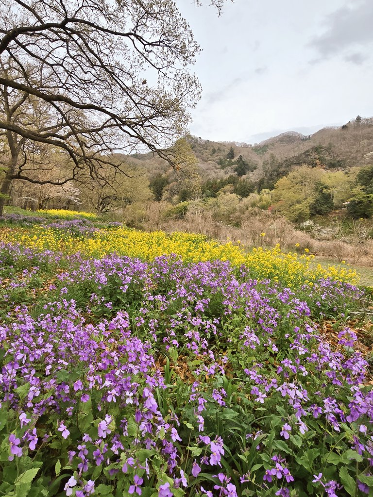 シホンニア tweet media