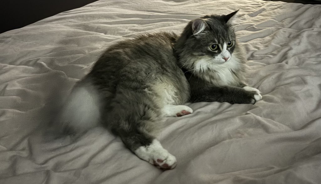 Oksii ✚ 🇺🇦 tweet media