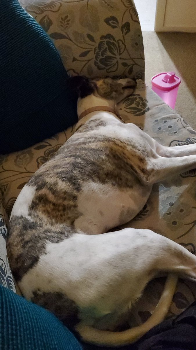 Candace the whippet tweet media