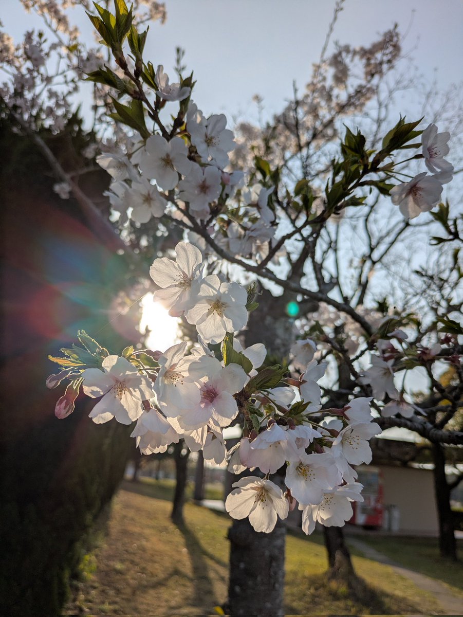 hs3Rin's tweet photo. 🌸🌸🌸 https://t.co/LcTYy5Tvyz