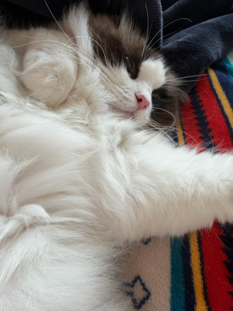 俊俊 ❄️ XIAOJUN JUDYDOLL tweet media