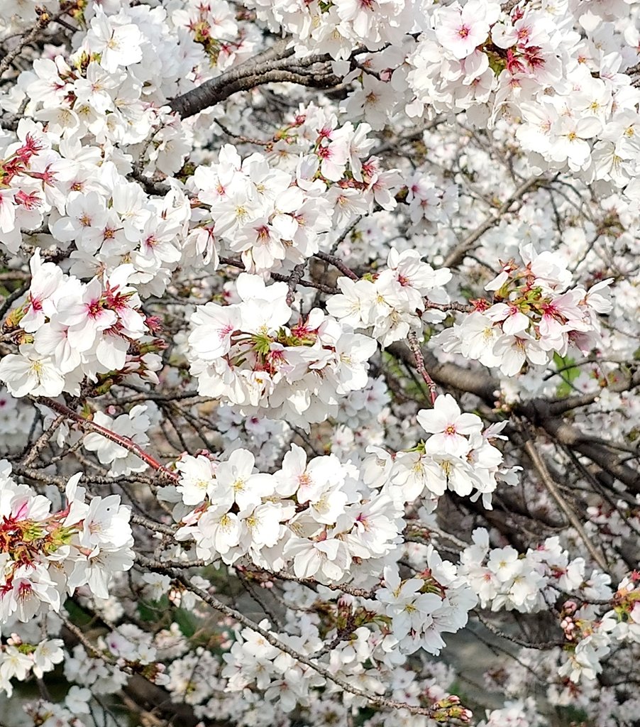 グレイ・ヨッシー tweet media