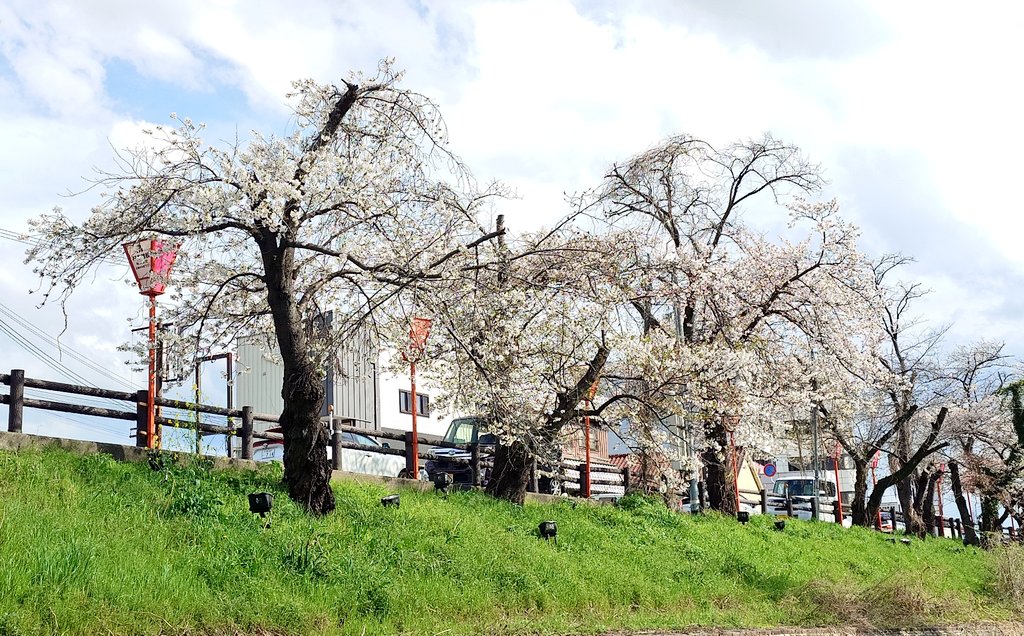 グレイ・ヨッシー tweet media