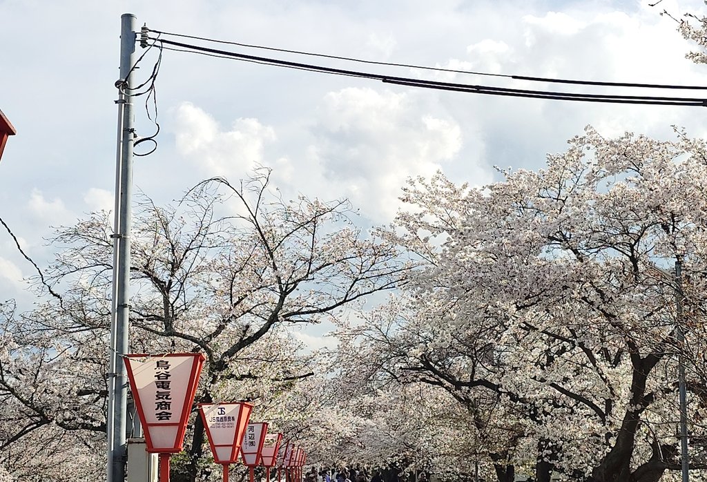 グレイ・ヨッシー tweet media