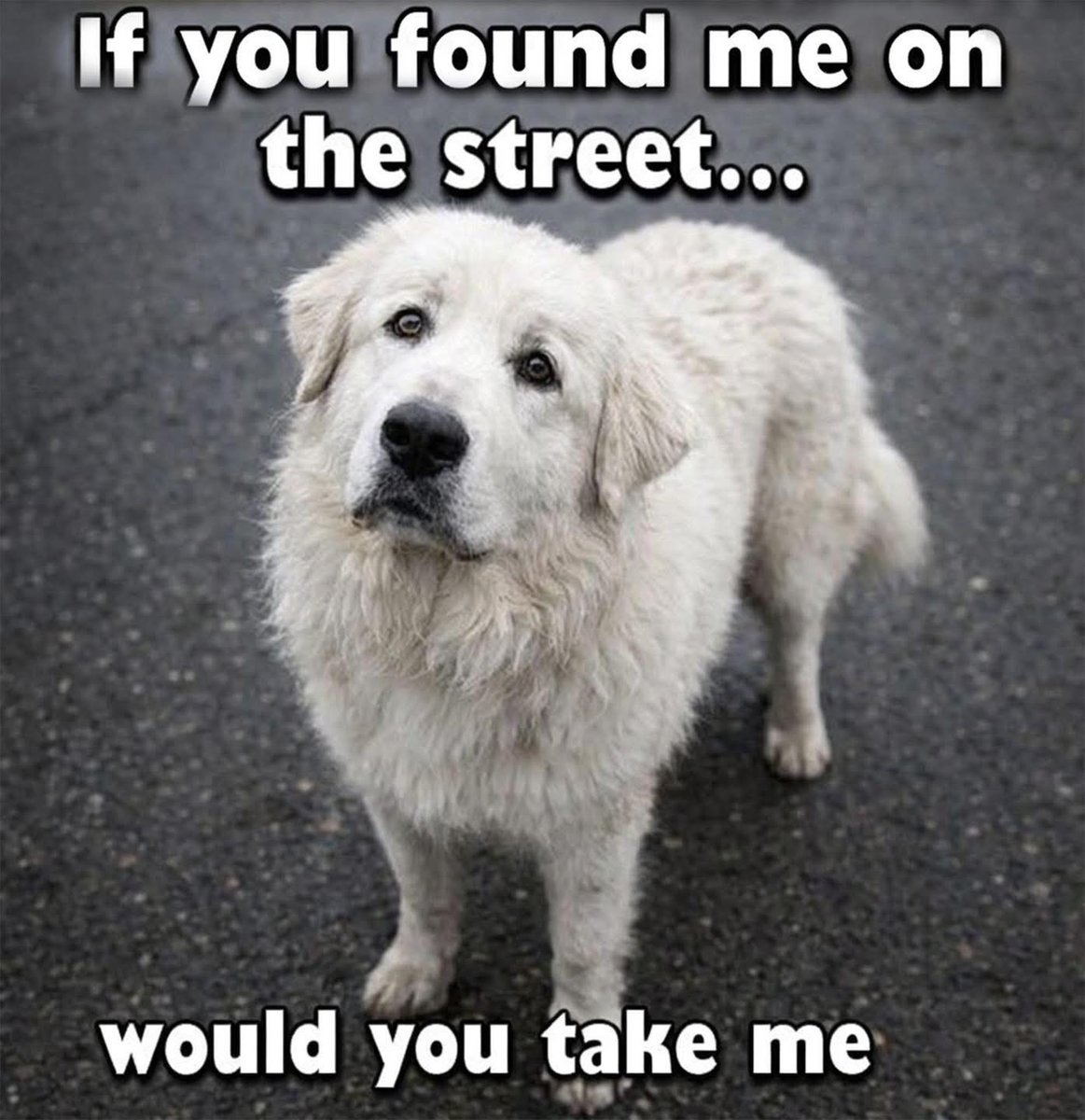 Dog Lovers (@doglovers03) on Twitter photo 