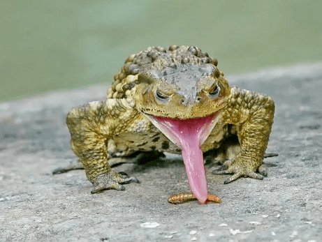 Phôe-kha-chiuⁿ(Sian-jîn-pán) tweet media