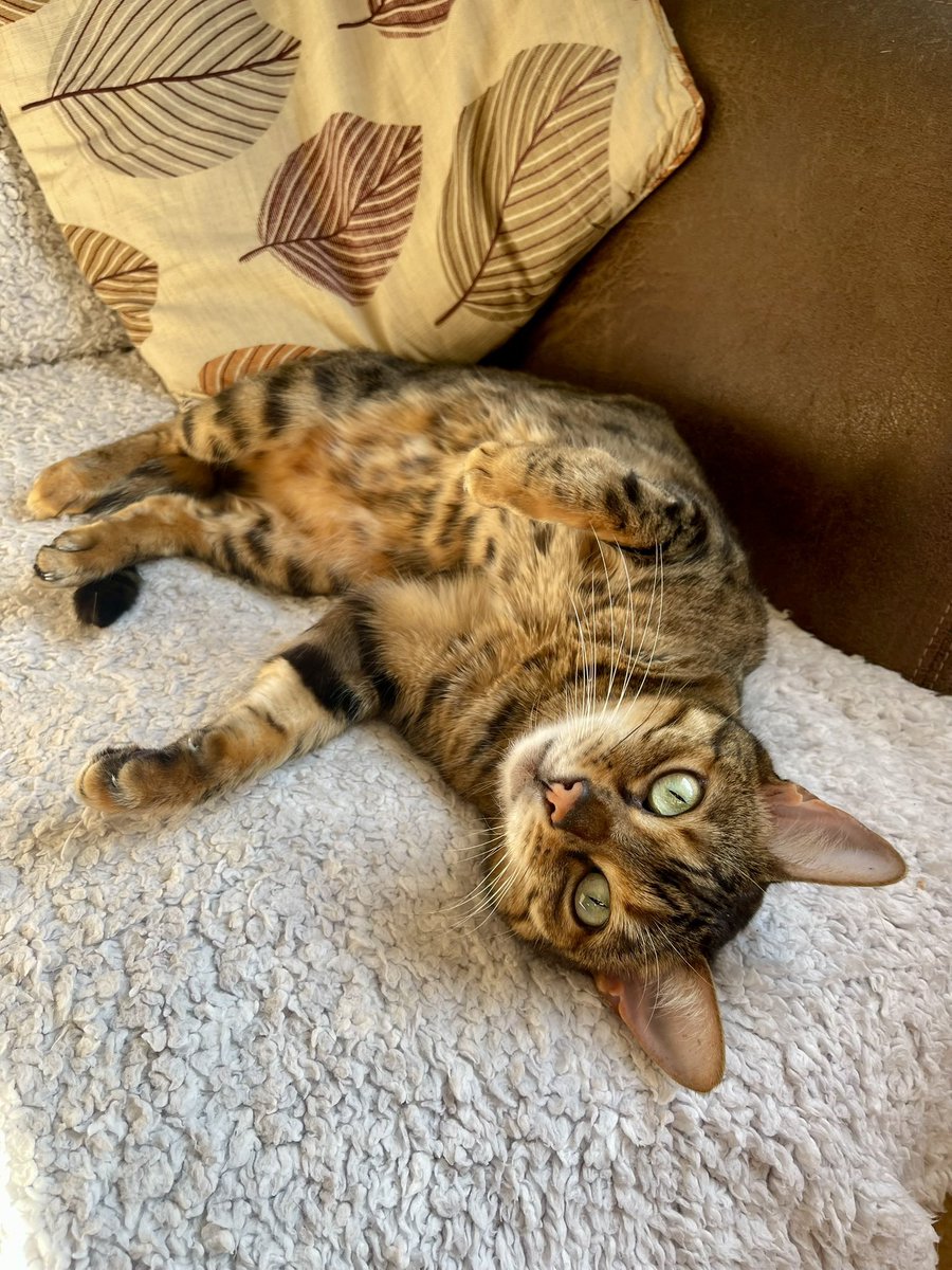 Mr_Toaster 🇬🇧 tweet media