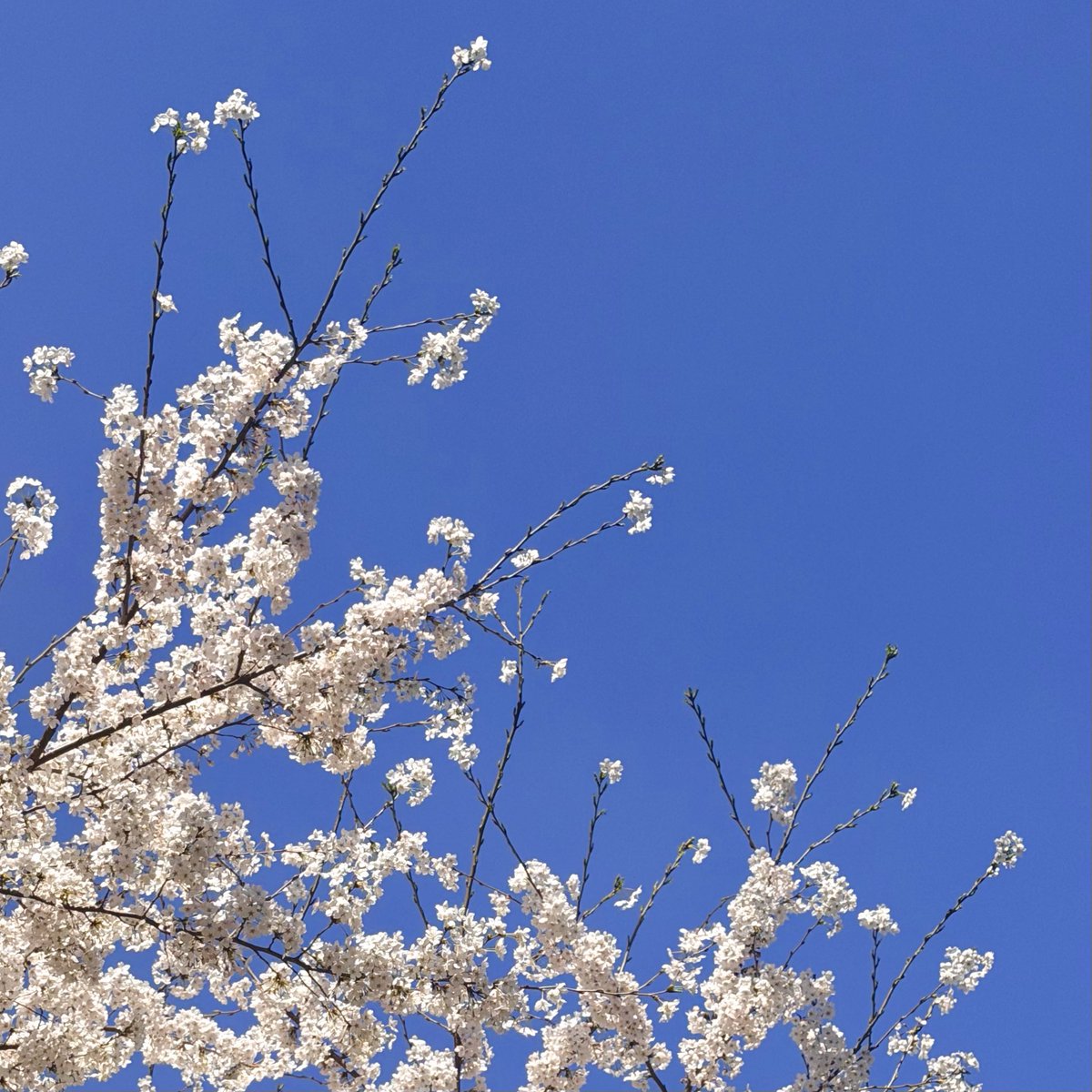 쭌첼🍒 tweet media