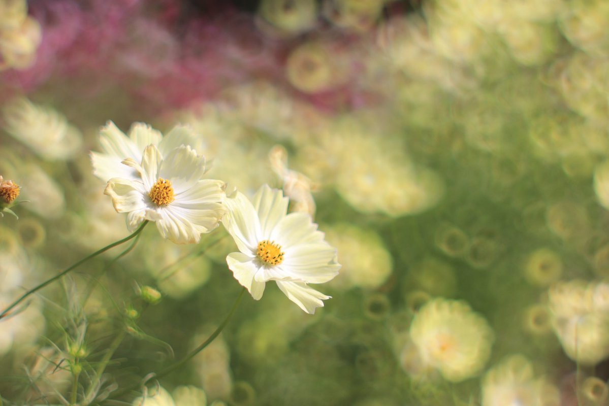 はな子　hanako tweet media