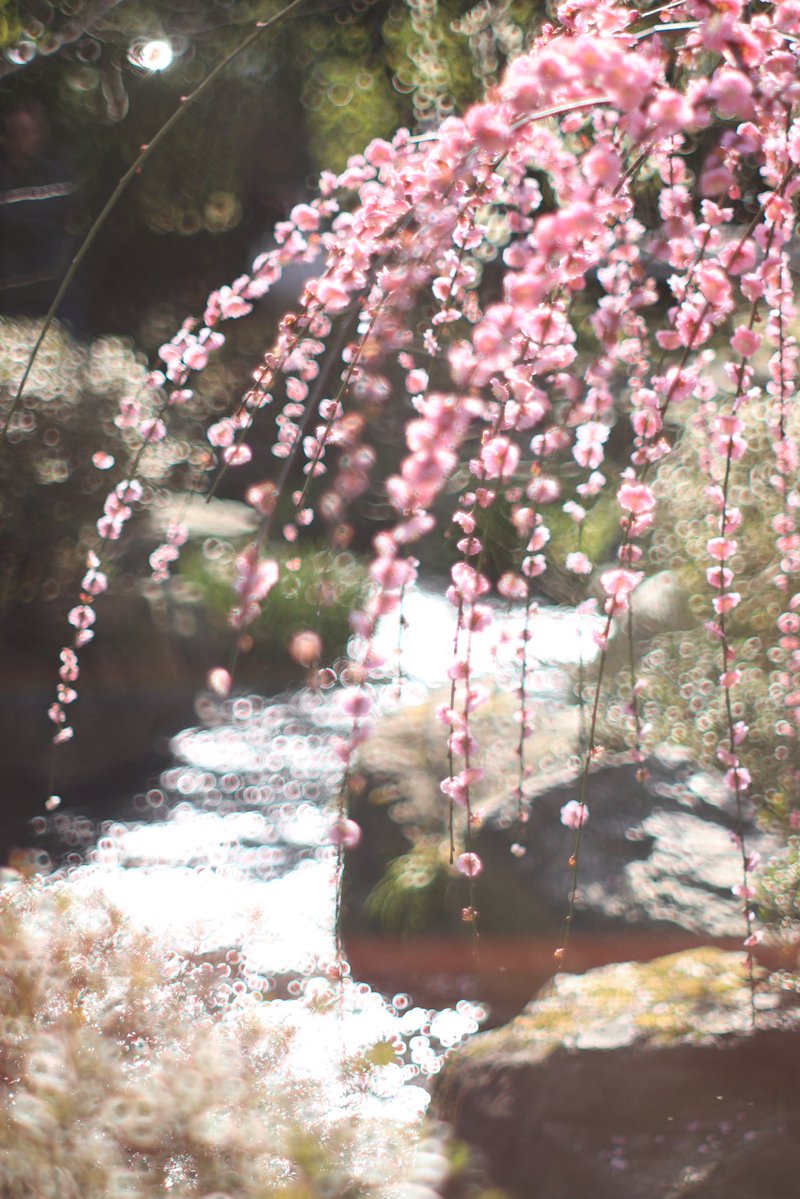 はな子　hanako tweet media