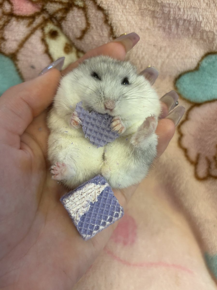 ハム大好き tweet media