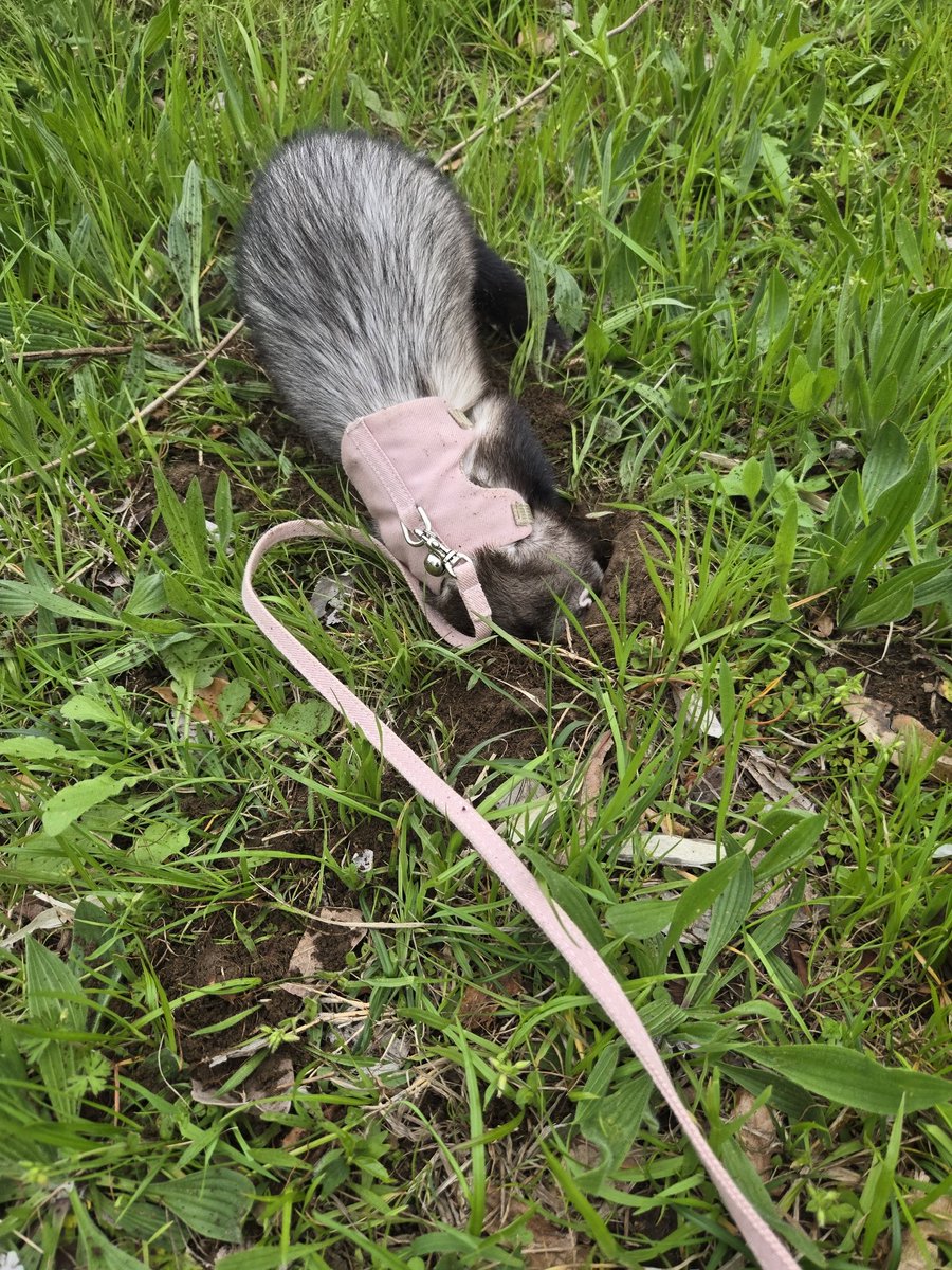 うなぎ🍥 tweet media