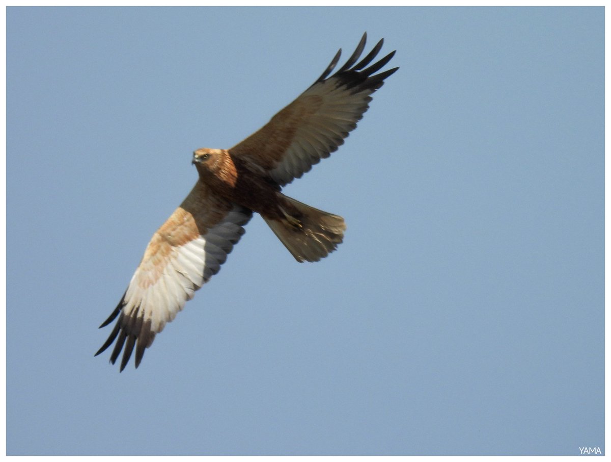 Yama 山 tweet media