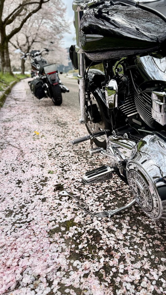 ボブさん tweet media