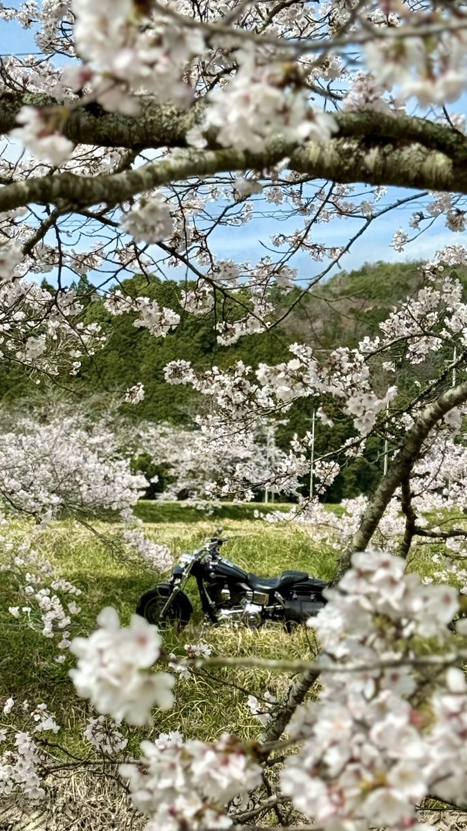 ボブさん tweet media