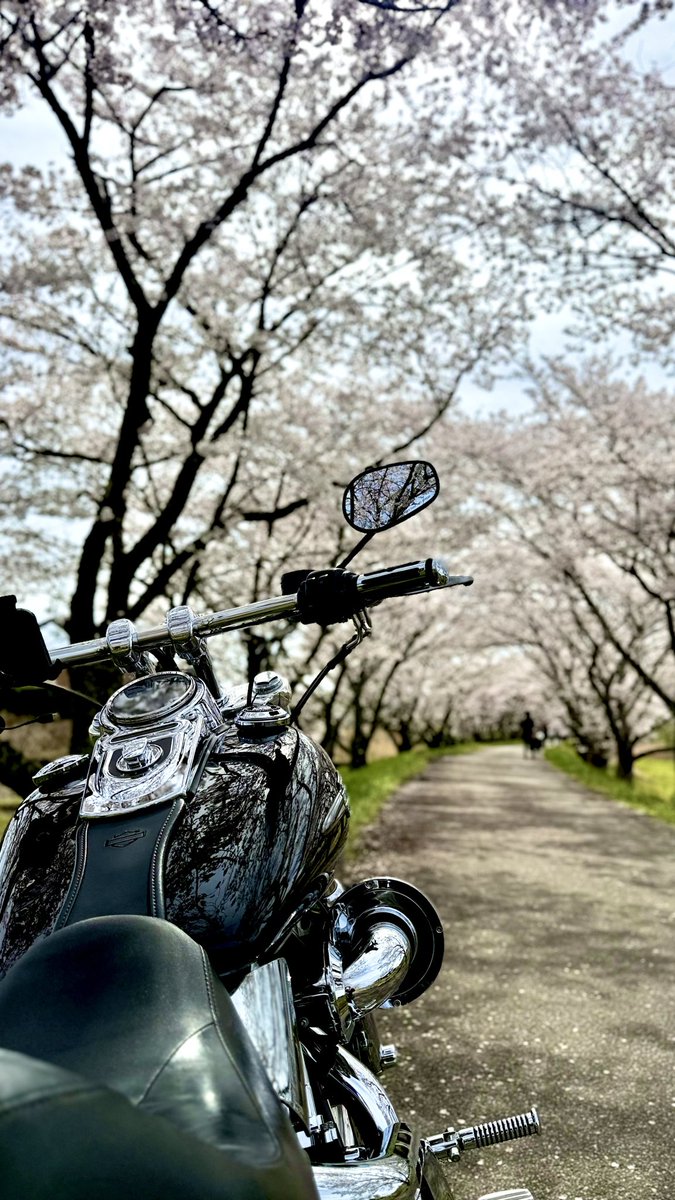 ボブさん tweet media