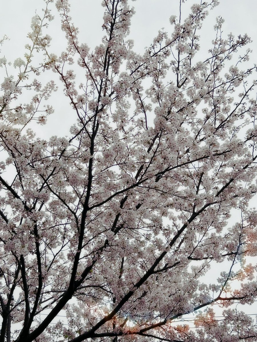 お花見🌸行ってきました
美味しいお食事に囲まれて虚無顔のタピんごをそえて…。
ご飯もお酒も美味しくてしあわせでした✨✨