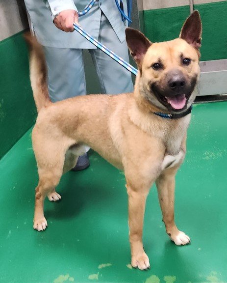 ただの猫ゃで tweet media