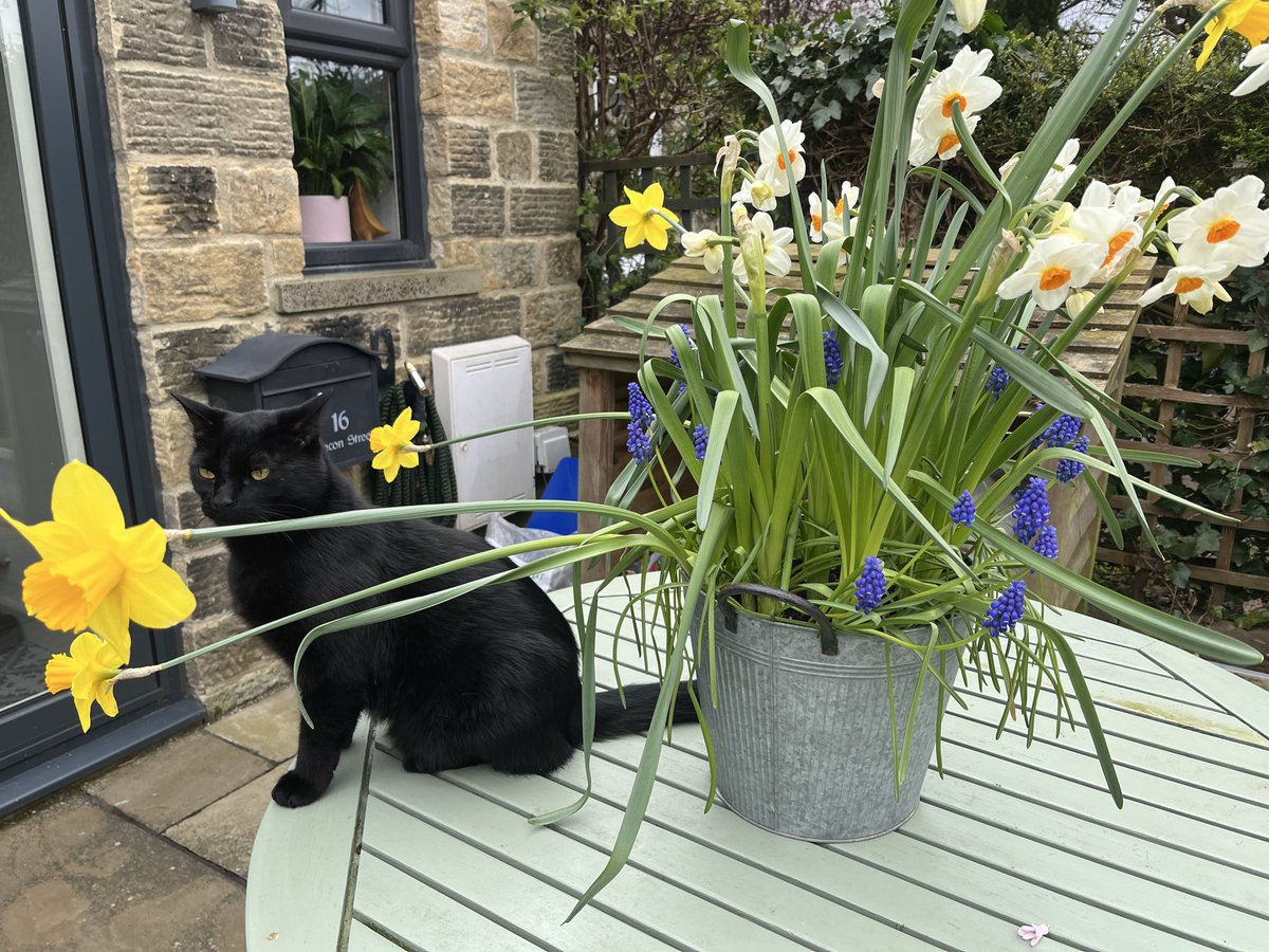 The Norty Boys and 🌈 Violet Hissypants tweet media