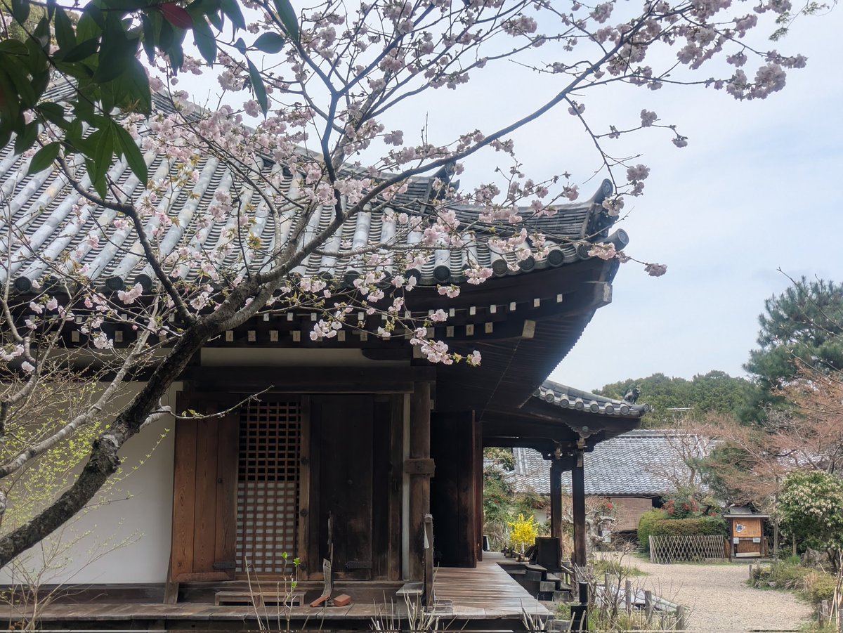 今日の浄瑠璃寺さん

御車返しの桜？
旭山桜？が
咲いています。