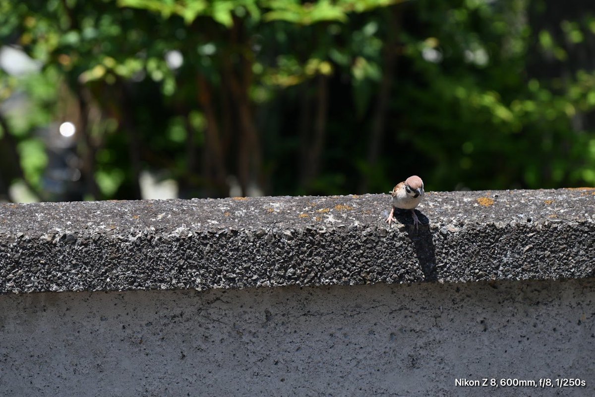 多魔川の白狼 tweet media