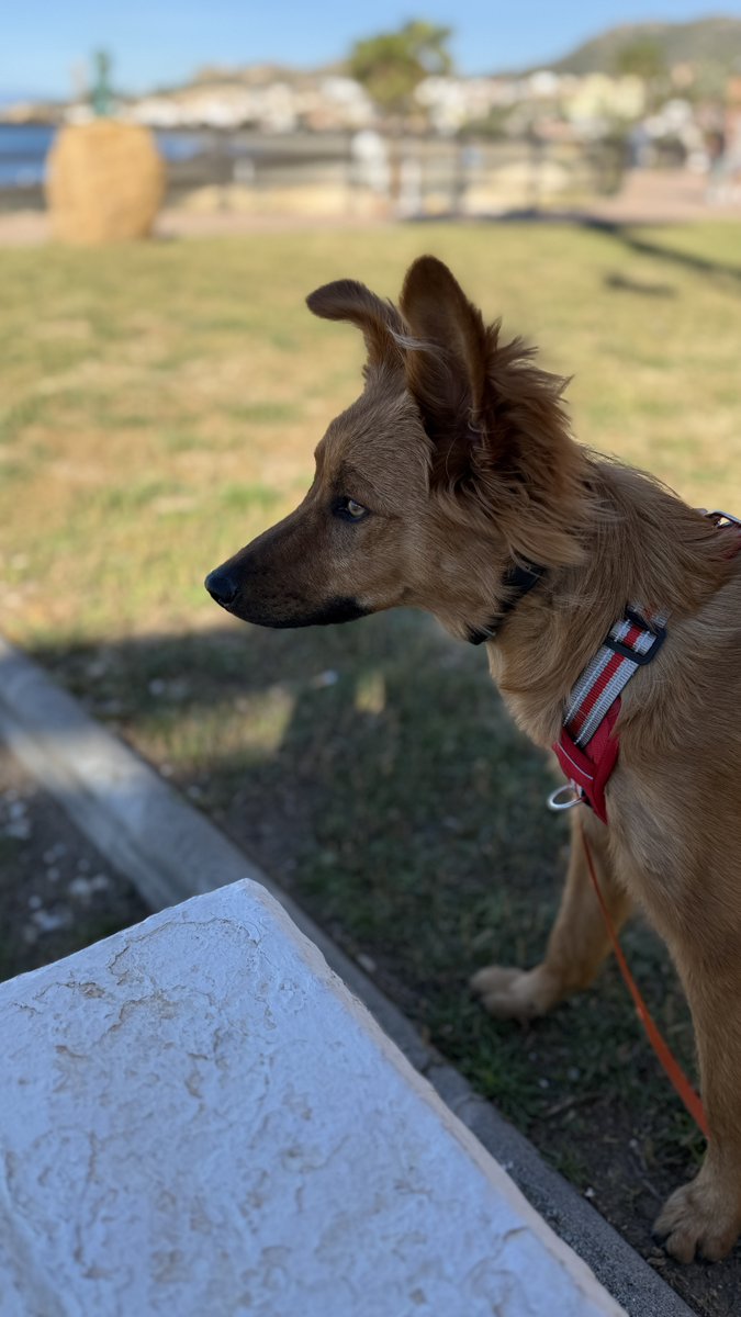 Juan R. Fenicio 菲南 👨🏽‍⚕️⚕️☣️🌍⛑🇪🇸🇹🇷🦇🐾 tweet media