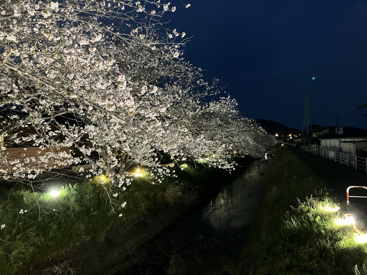 焼津市内各地の桜（ソメイヨシノ）がいよいよ見頃を迎えています