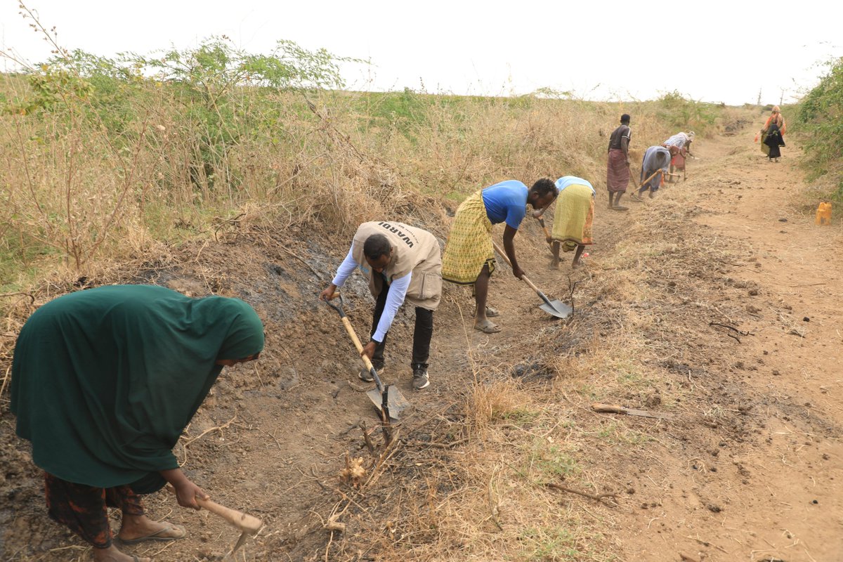 wardirelief's tweet photo. With support from @actionmedeor x @BMZ_Bund, @wardirelief has rehabilitated irrigation canals in 6 villages in Jowhar through a CfW framework. Over 200 workers cleared silt blocking canals to restore reliable access to water from the Shabelle River for farming activities. #PoWEr https://t.co/Ier9NQZZFU