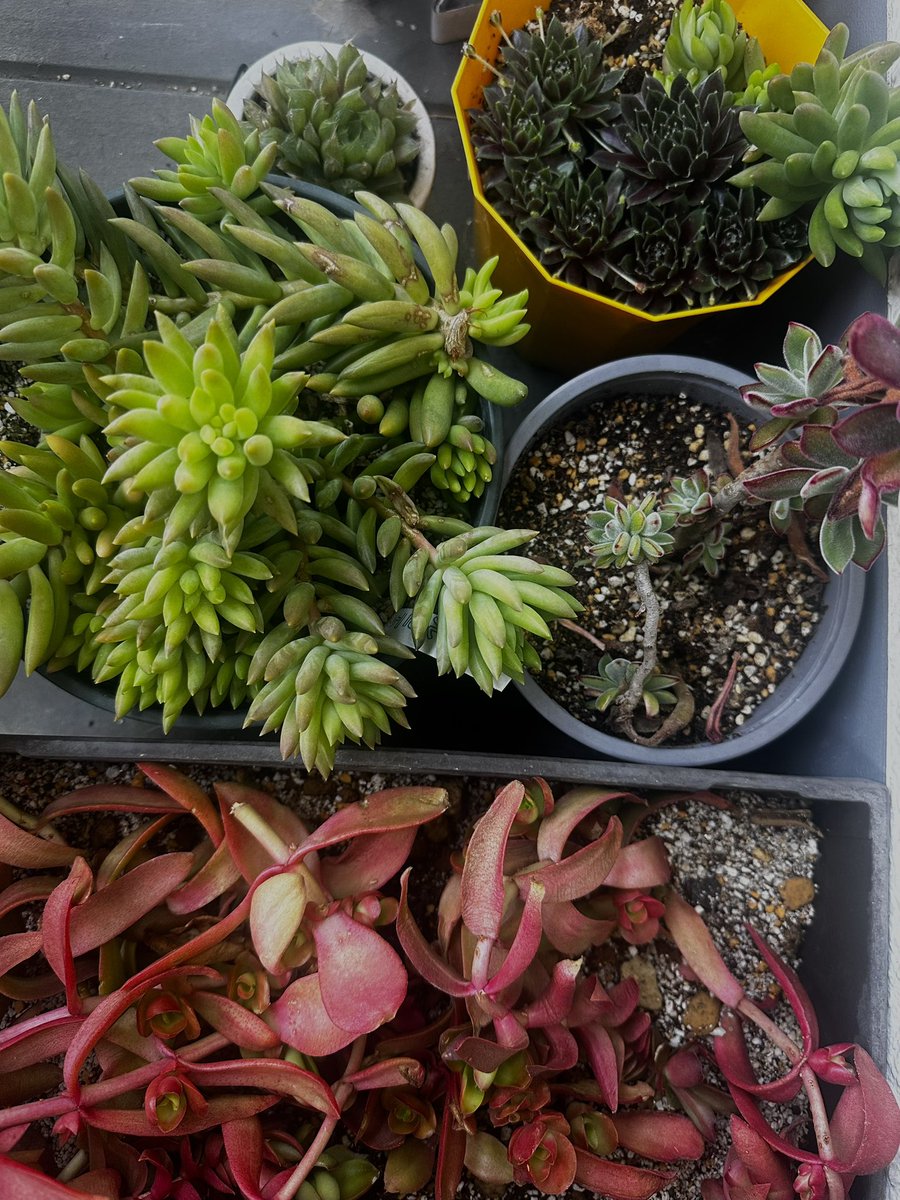 エスエス tweet media