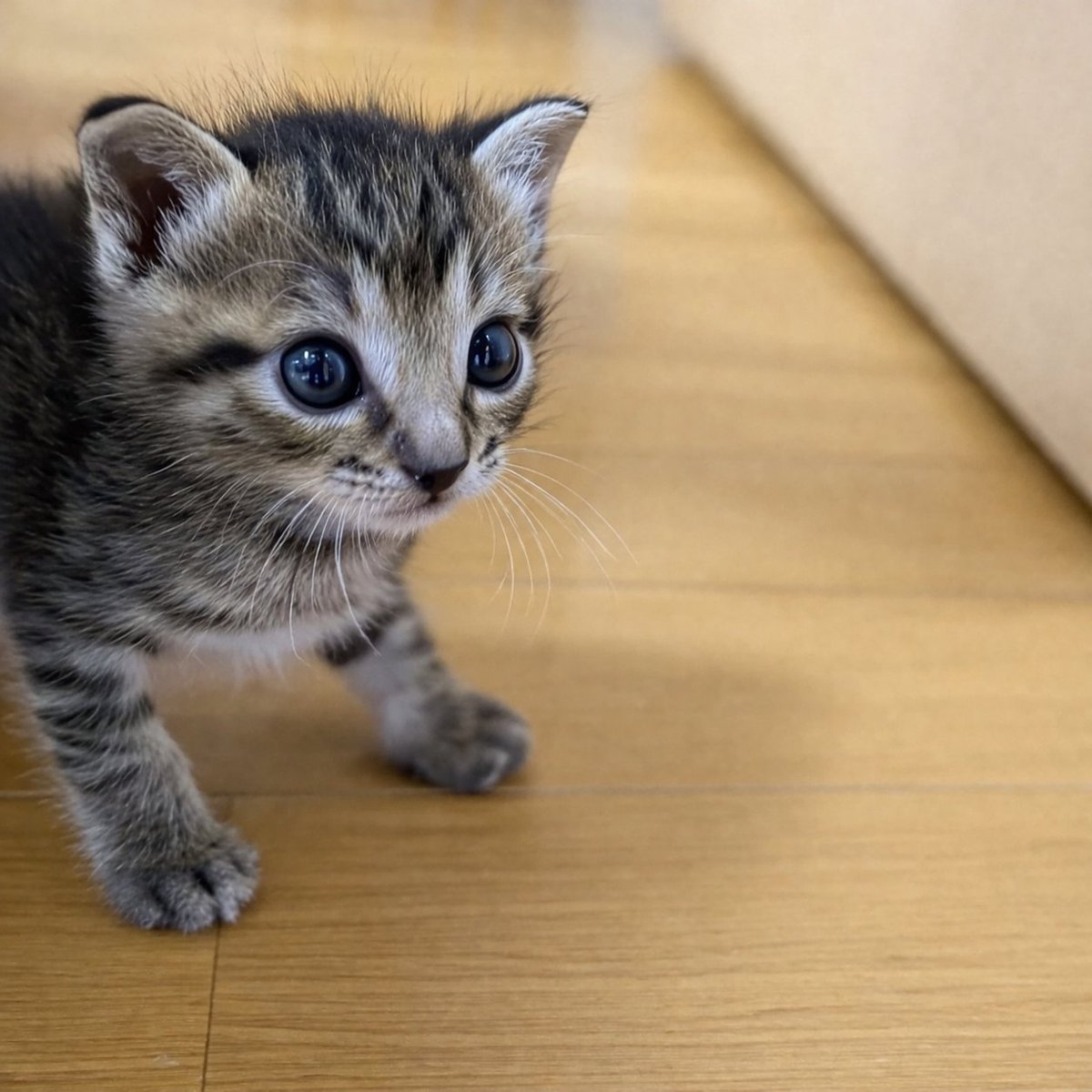 しぴこめᓚᘏᗢ tweet media