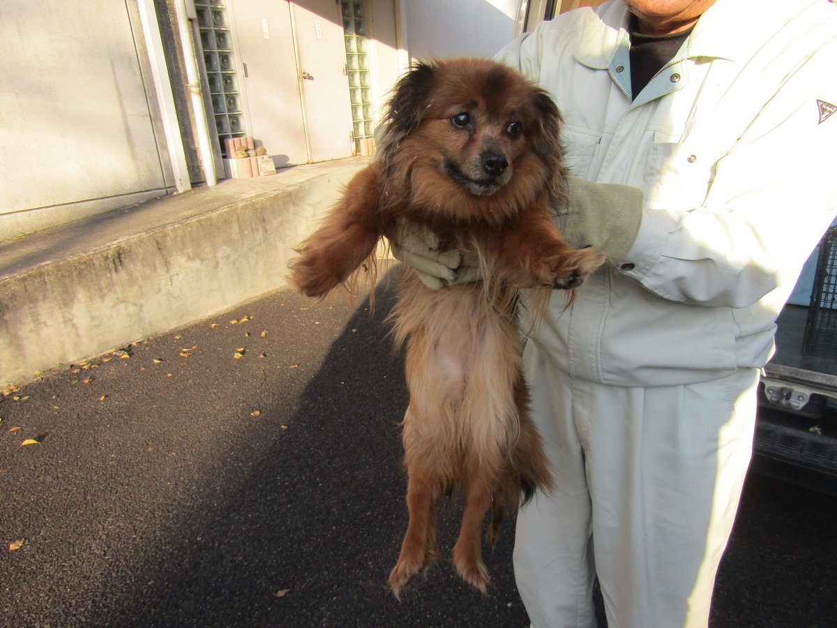 ただの猫ゃで tweet media