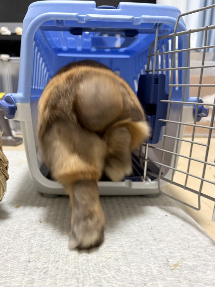 うさぎのポパイ tweet media