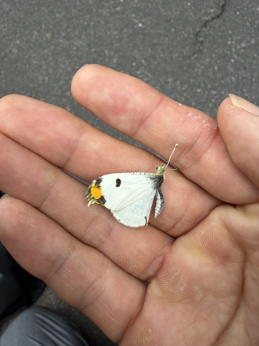 メロンクリーム/Melon-Kream tweet media