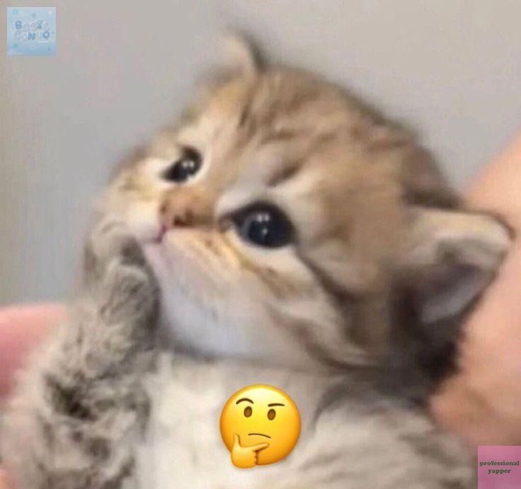 YAPPINGFESS tweet media