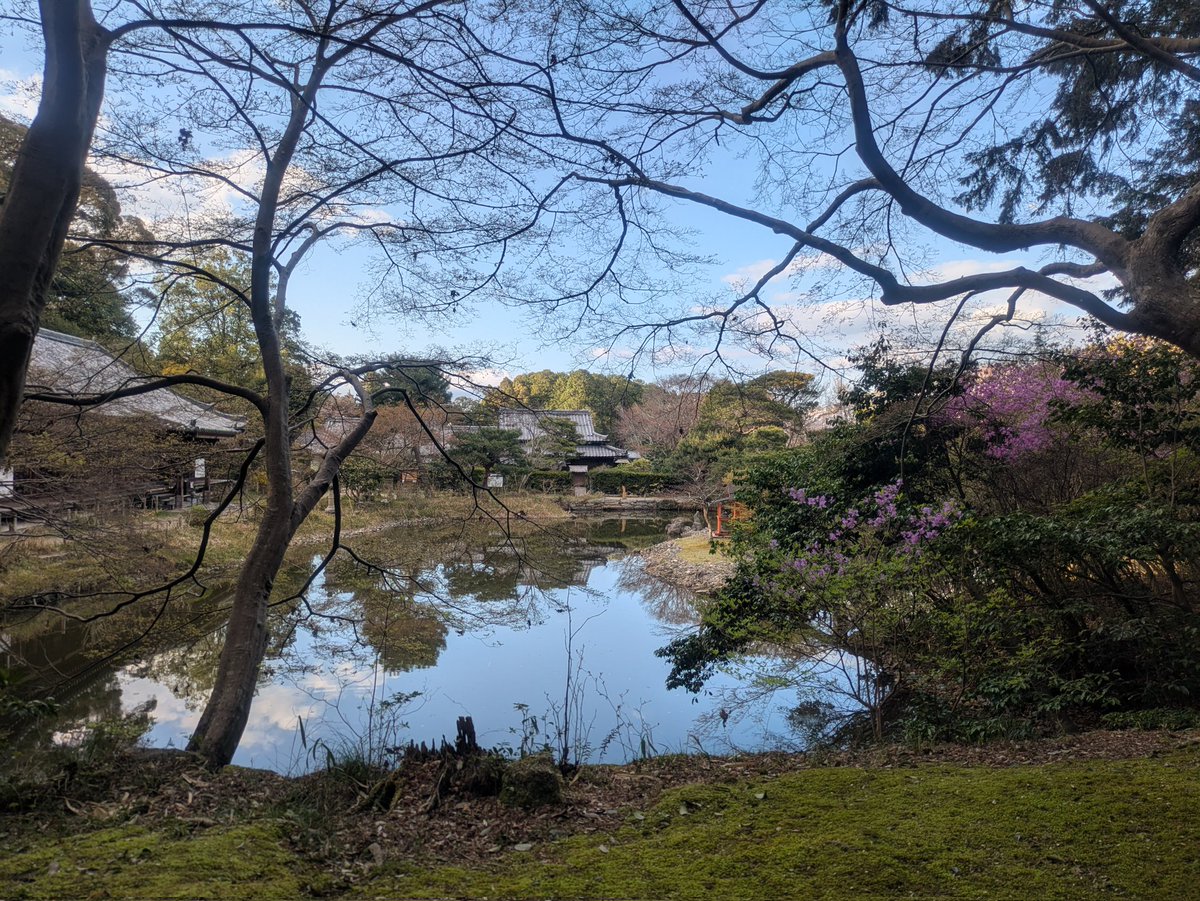 今日の浄瑠璃寺さん
ミツバツツジ、ドウダンツツジが咲いています。