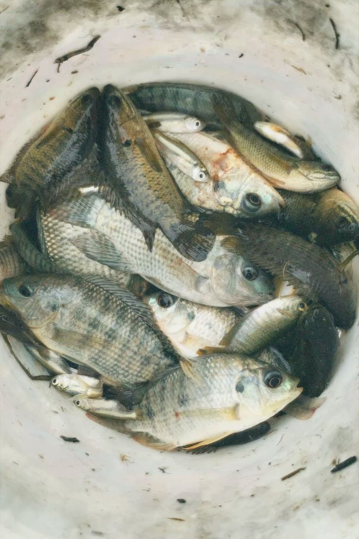 Julian ⾕ tweet media