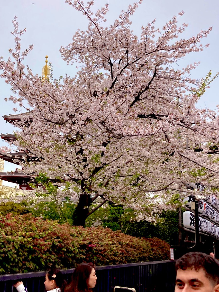 ｹﾝ･ｻﾞ･ﾒﾀﾙ☆ tweet media