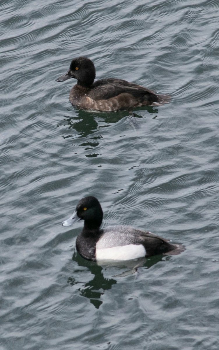 Gunner-B-Birding tweet media
