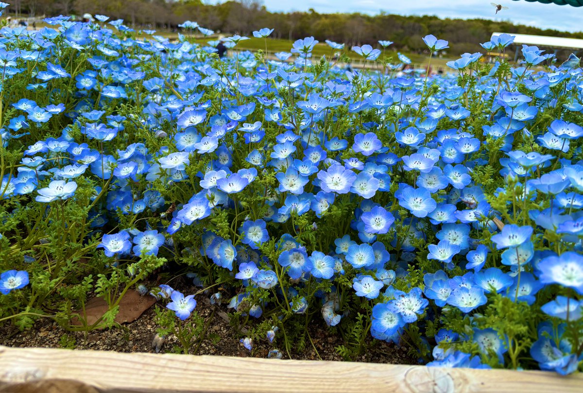 ホタテ 体外→初マタ🦖38w tweet media