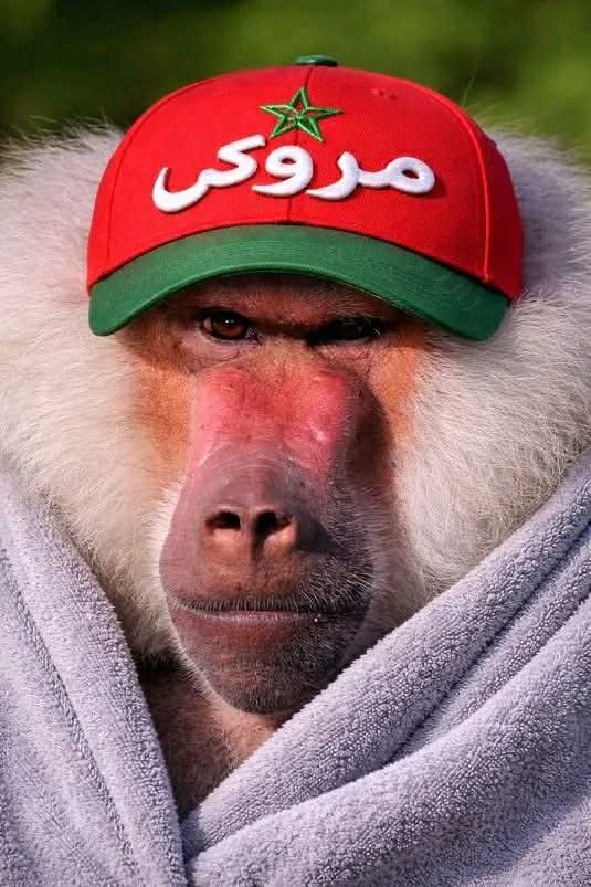 ⒶⓂⓂⒶⓇ⚜️🇩🇿🐬🦂 tweet media