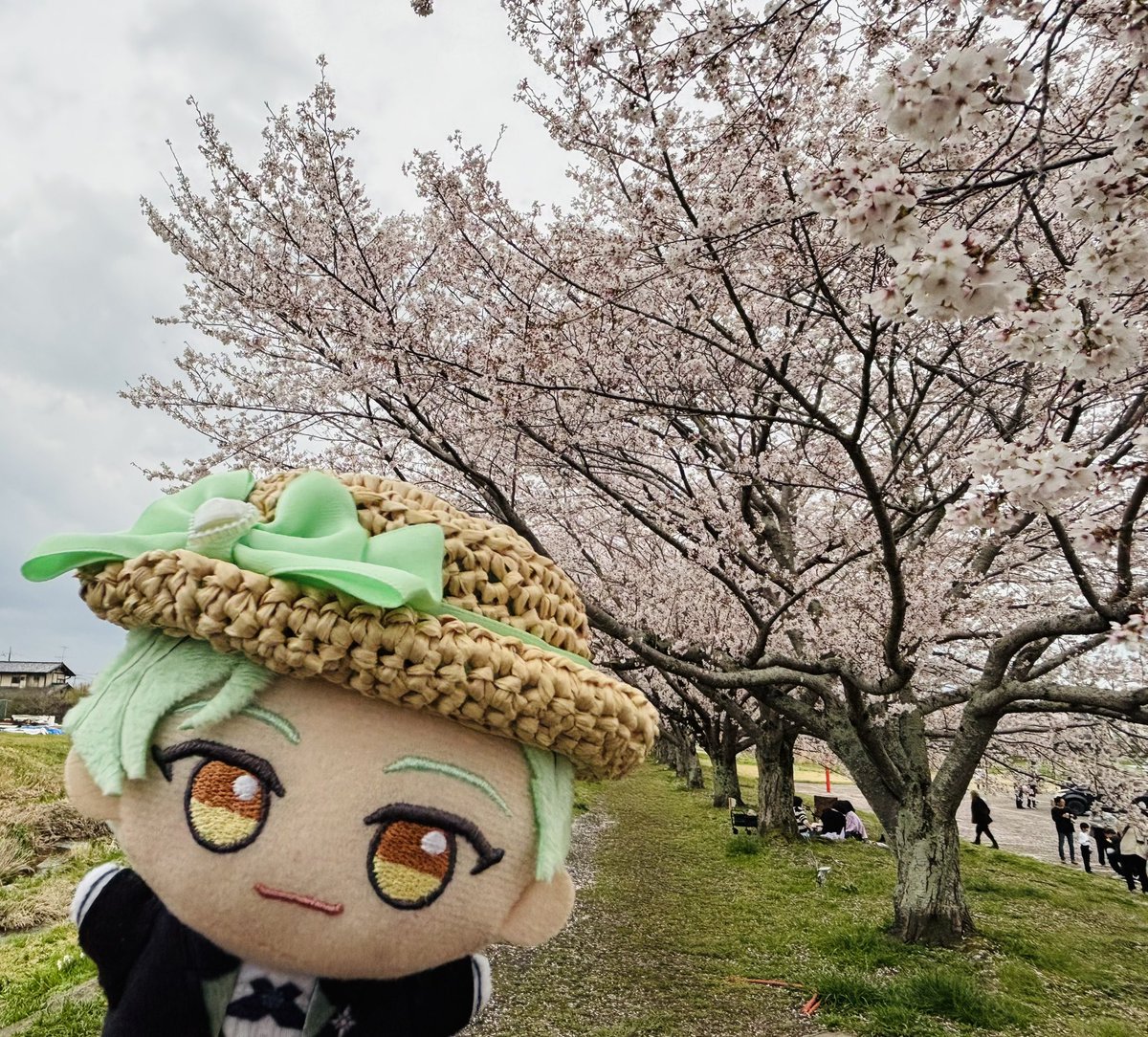 桜だよ〜‼️‼️‼️