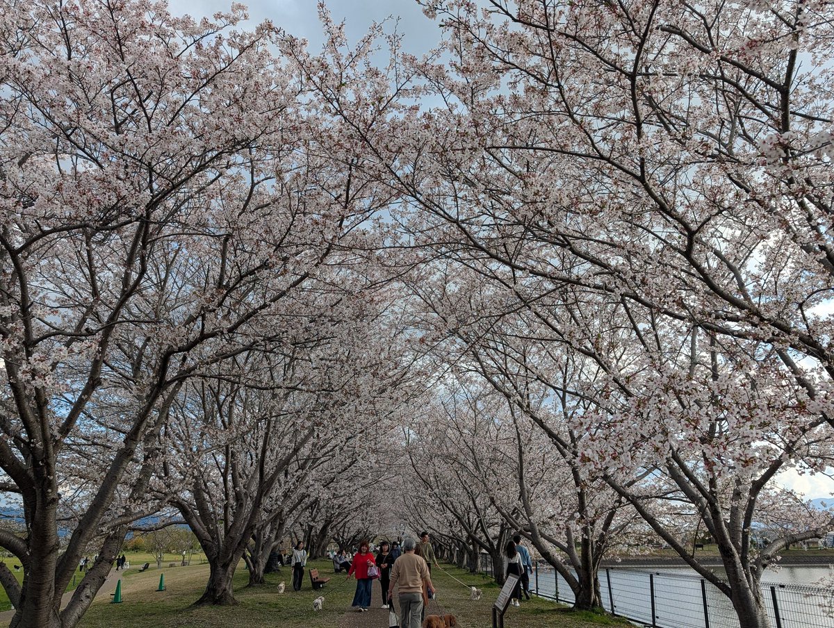 魔術師ヤン tweet media