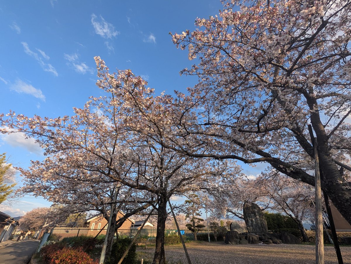 魔術師ヤン tweet media