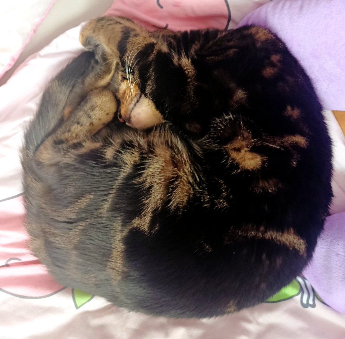 MaximalesD's tweet image. Draußen stürmt es ziemlich ordentlich, was dazu führt, dass Regen und Sonne sich immer wieder abwechseln🌧️⛅
Und Loki gibt dazu eigentlich das perfekte Beispiel, wie man mit dieser Situation am besten umgehen sollte
😺😸

#CatContent